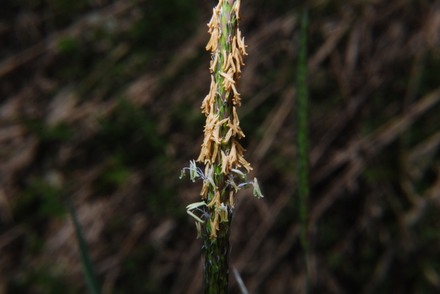 Graminacea - Alopecurus myosuroides